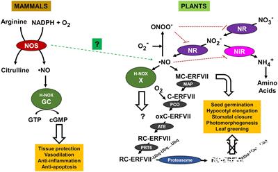 Protein Tyrosine Nitration in Plant Nitric Oxide Signaling